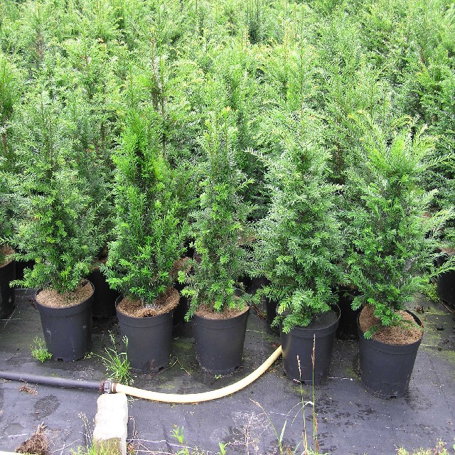 Taxus baccata
